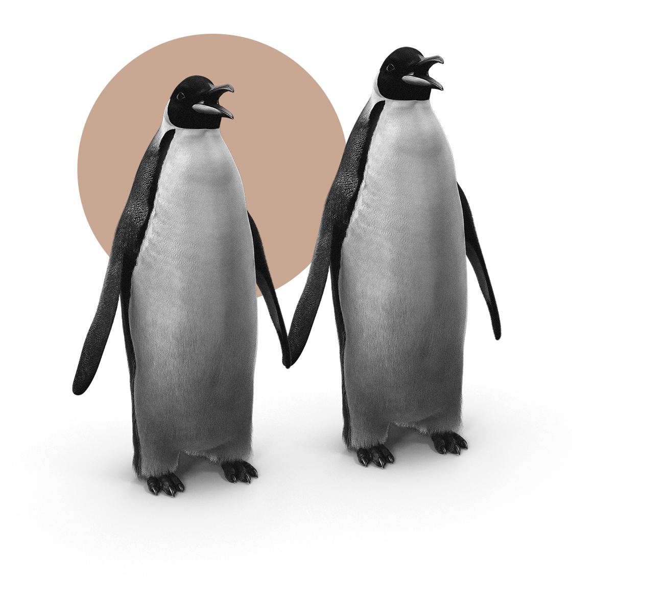 Image de pingouins en 3D pour le studio et agence de création de design graphique spécialisé dans la création de site internet et d’identité visuelle : Studio Edoras présent sur Paris, Neuilly sur Seine et Bordeaux
